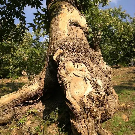 Agriturismo Sanvitale